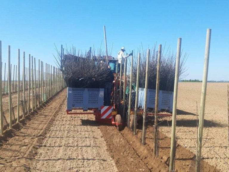 PL-40 F1 caisses grandes de stock avec materiél de plantation