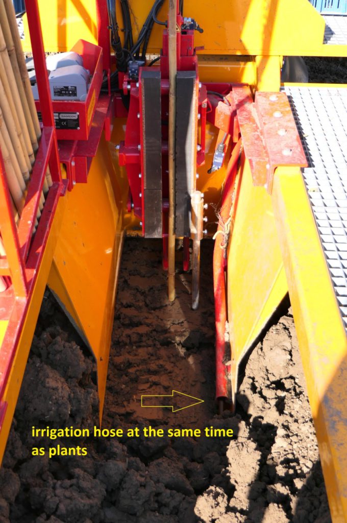 Pose de tuyau d'irrigation lors de la plantation