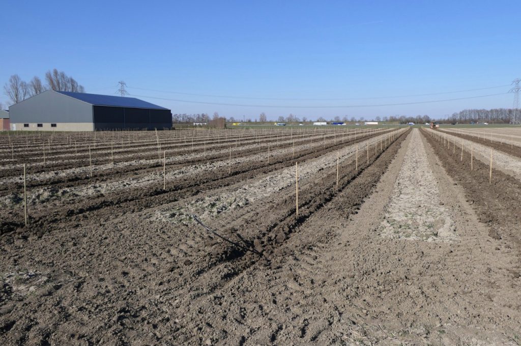 Pose de tuyau d'irrigation lors de la plantation