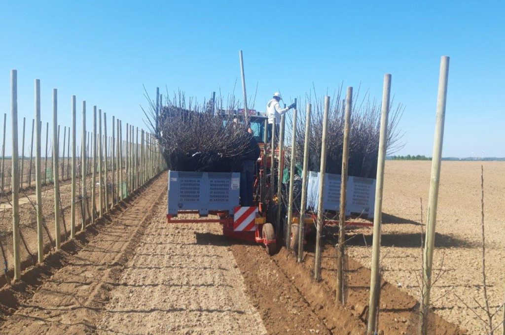 PL-40 F1 caisses grandes de stock avec materiél de plantation