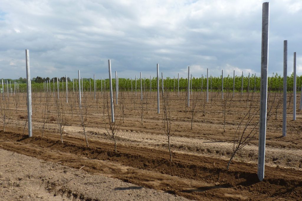 PL-40 F2 résultat après plantation