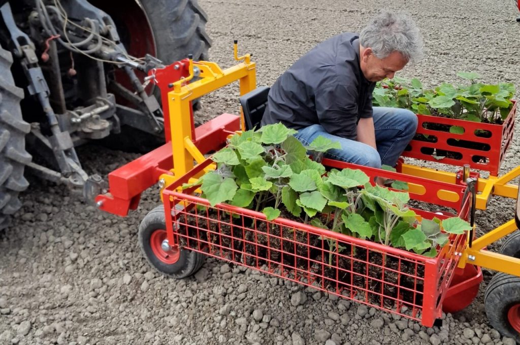 Planter des Paulownias et poser des tuyaux d'irrigation en même temps