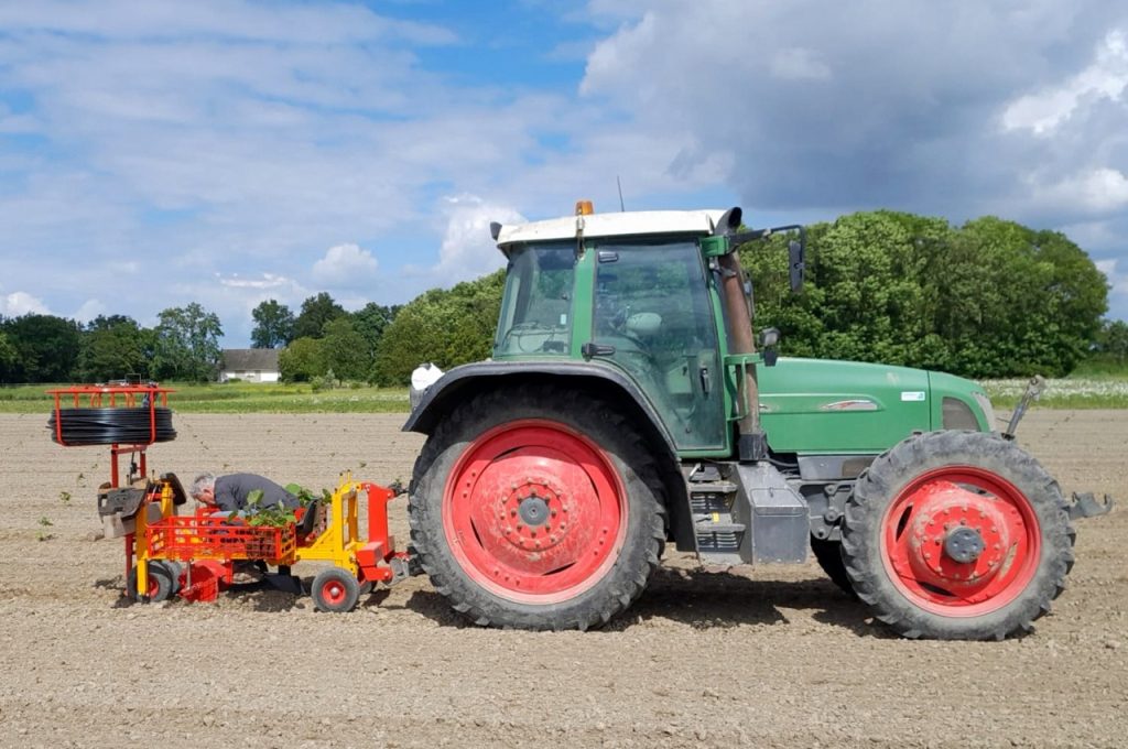 Planter des Paulownias et poser des tuyaux d'irrigation en même temps