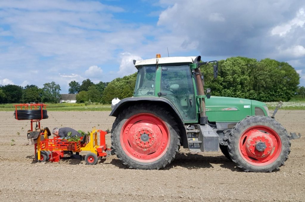 Planter des Paulownias et poser des tuyaux d'irrigation en même temps