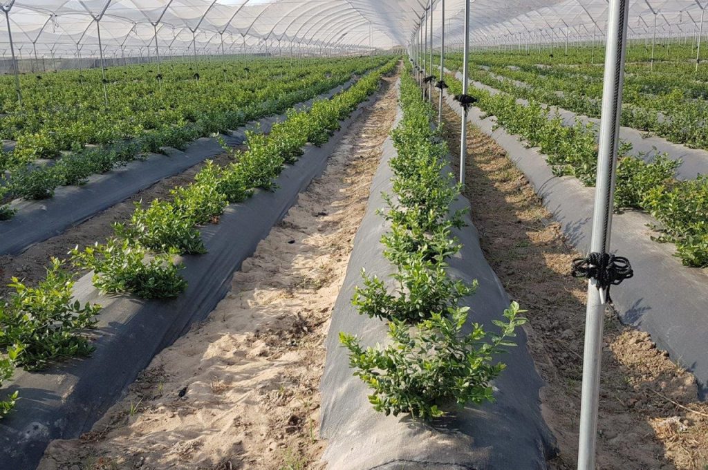 Myrtilles sous tunnel - Tracteur enjambeur