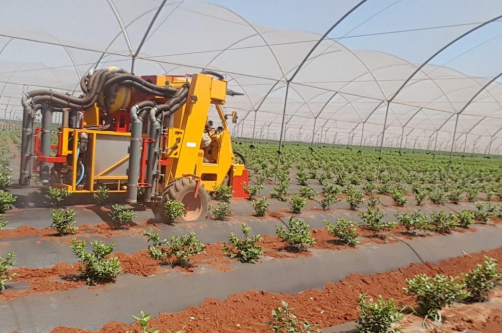 Myrtilles sous tunnel - Tracteur enjambeur