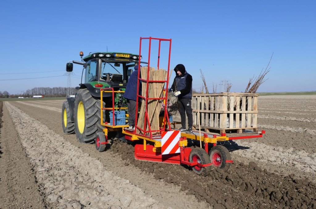 Pose de tuyau d'irrigation lors de la plantation