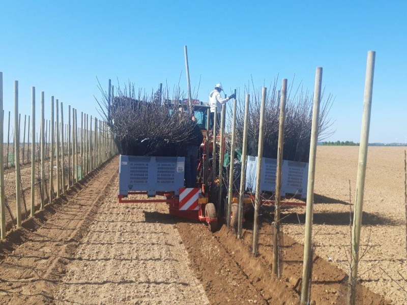 PL-40 F1 caisses grandes de stock avec materiél de plantation