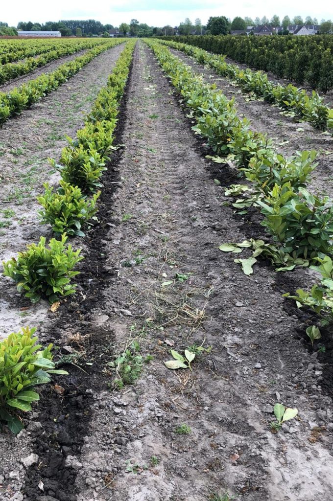 Résultat du tuyau goutte à goutte