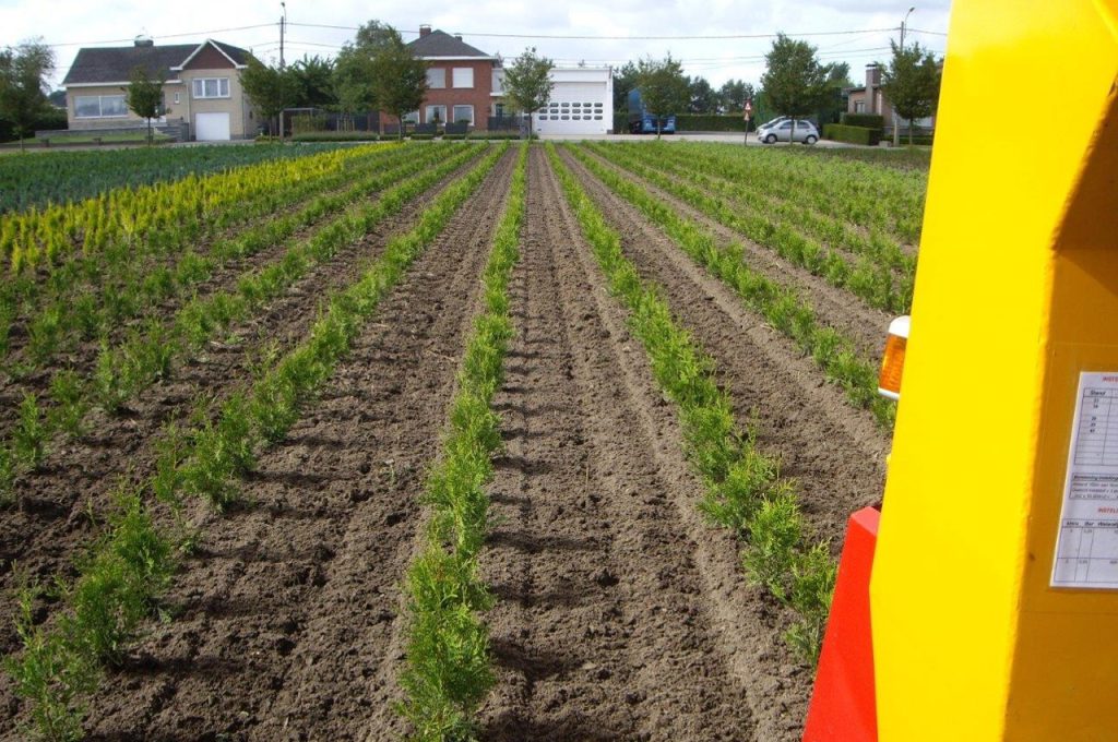 Résultat après binage - Tracteur enjambeur