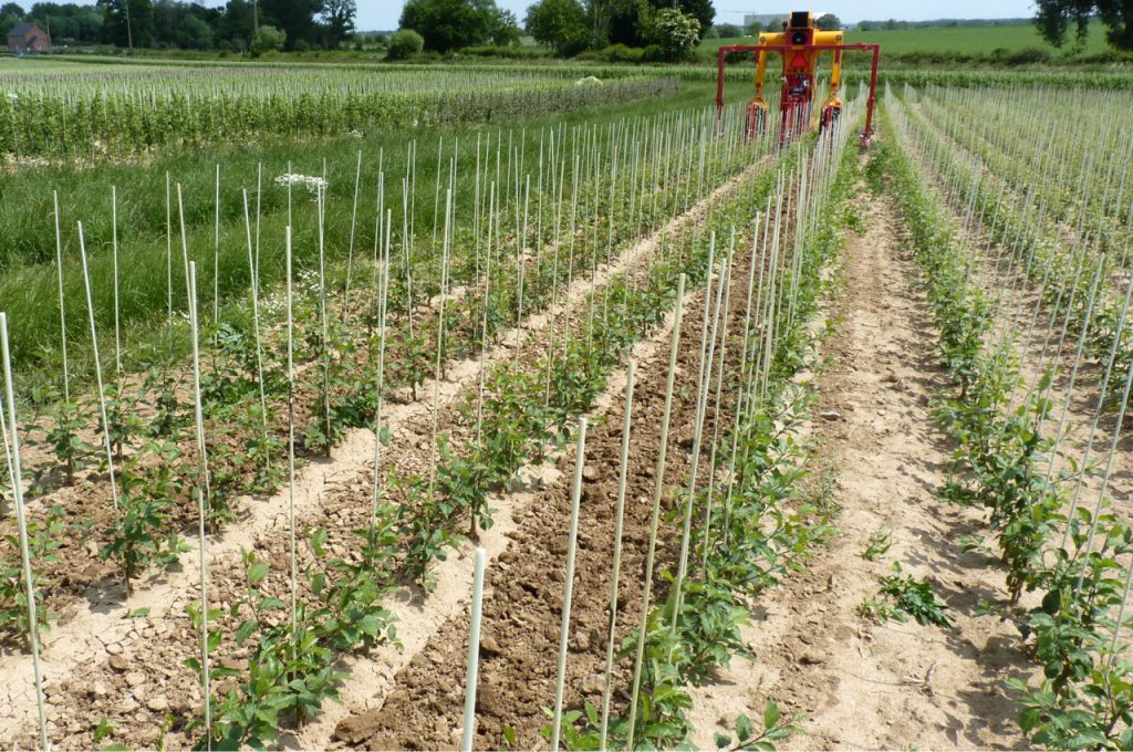 Résultat après binage distance entre rangs 80 cm - Tracteur enjambeur