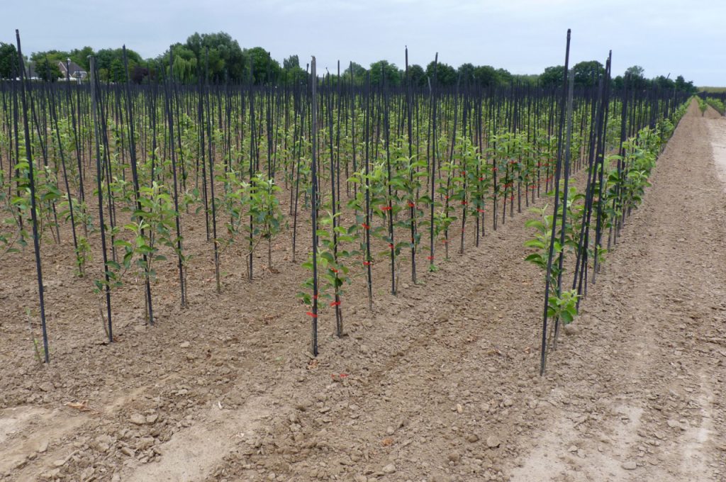 Résultat après binage distance entre rangs 90 cm - Tracteur enjambeur