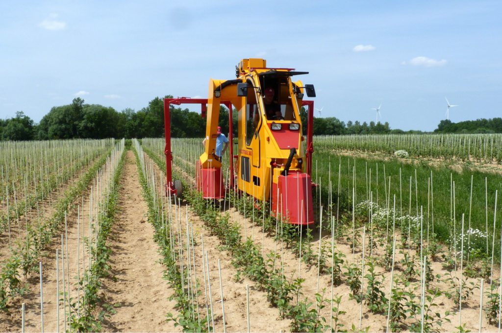 Binage avec désherbeurs à torsion 1 an de culture distance entre rangs 80 cm - Tracteur enjambeur