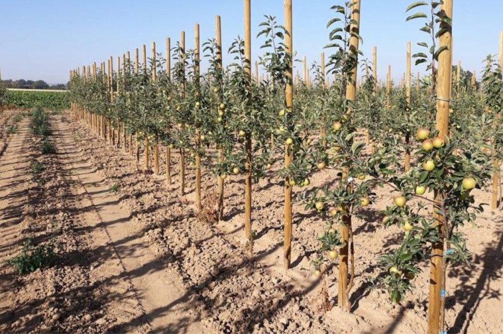 Fruits déjà la première année après la plantation